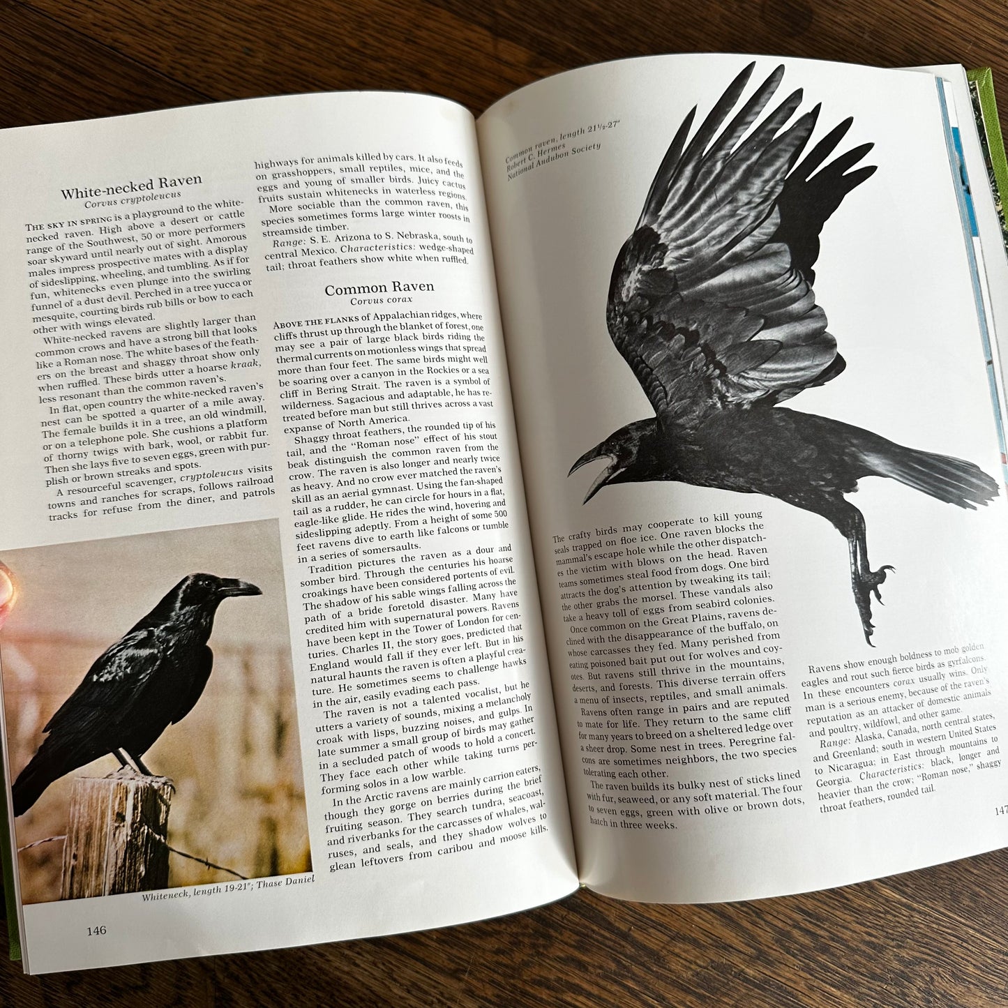 Vintage 1964 Song and Garden Birds of North America – National Geographic Society – Alexander Wetmore – Illustrated Bird Guide w/ Companion Booklet – Birdwatching Book