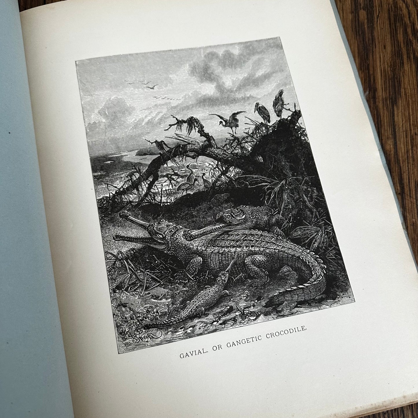 Complete 60-Part Set — Animate Creation: A Popular Edition of Our Living World, 1885-1898