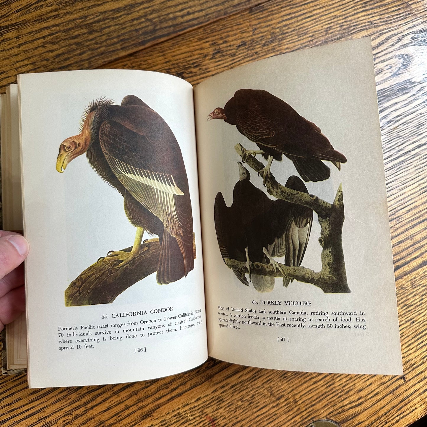 Audubon’s Birds of America - 1950 Popular Edition