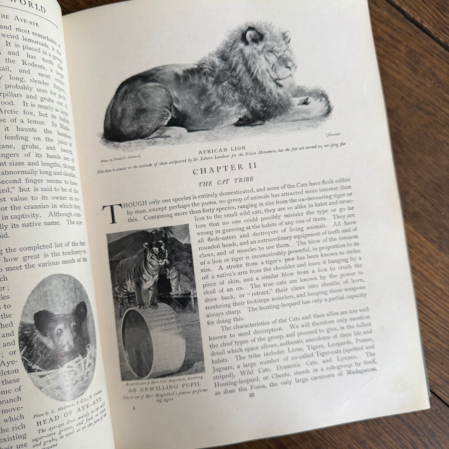 1908 Standard Library of Natural History Set | Antique Zoology Ethnography Books | Living Animals of the World | University Society NY