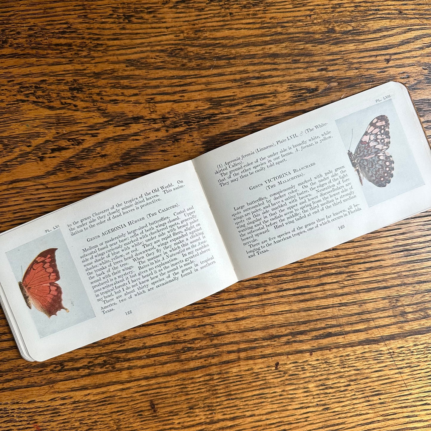 A Set of 3 Leather-Bound Pocket Nature Guides - 1916