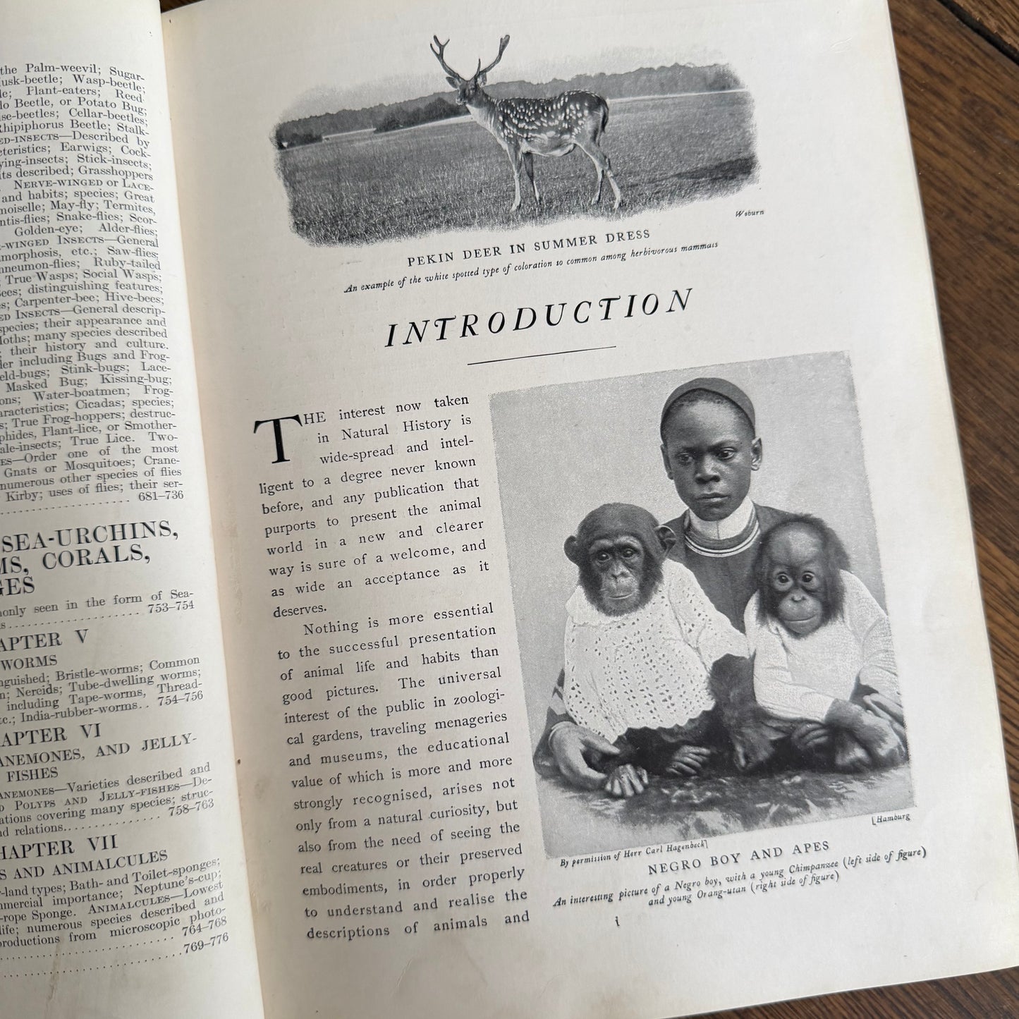 1908 Standard Library of Natural History Set | Antique Zoology Ethnography Books | Living Animals of the World | University Society NY