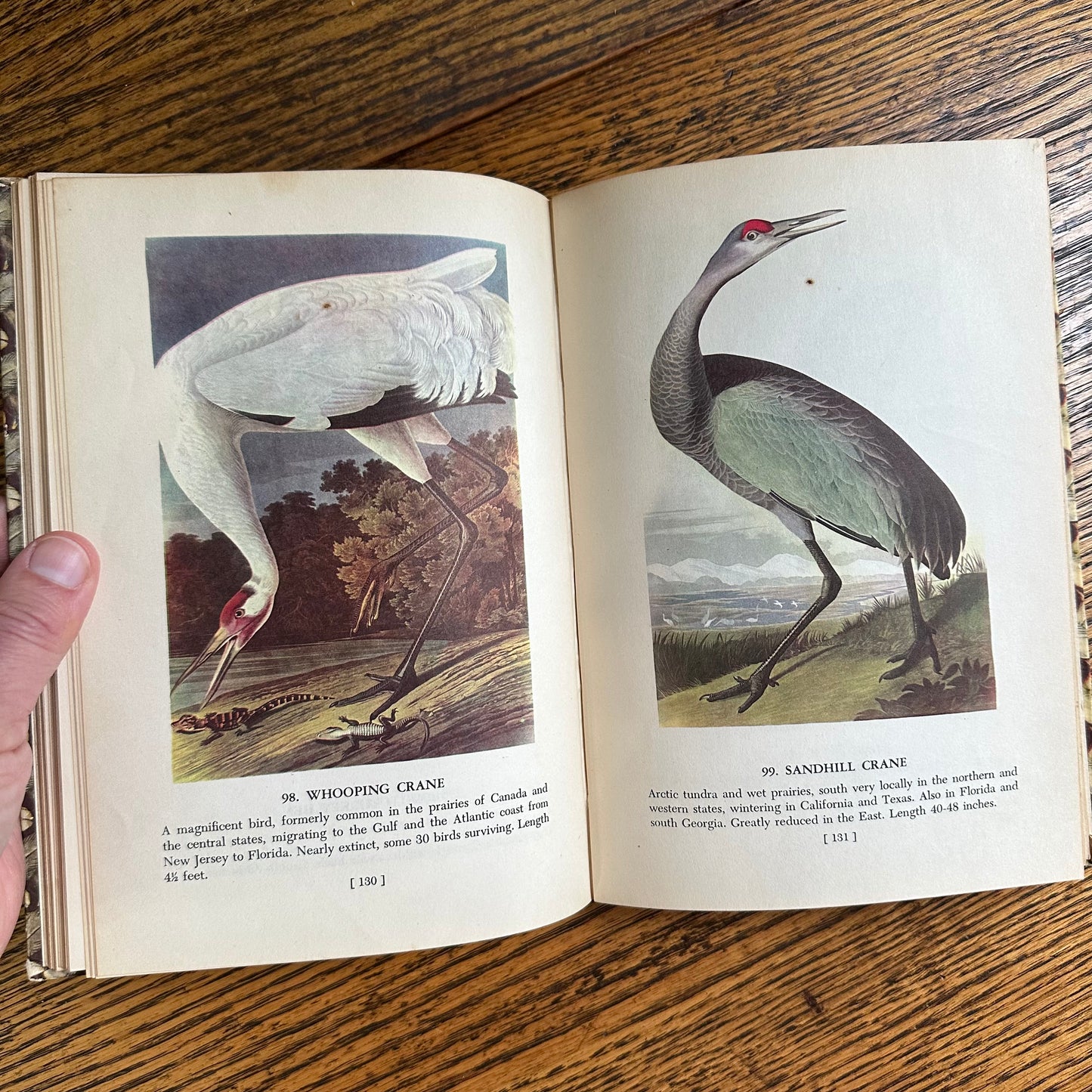 Audubon’s Birds of America - 1950 Popular Edition