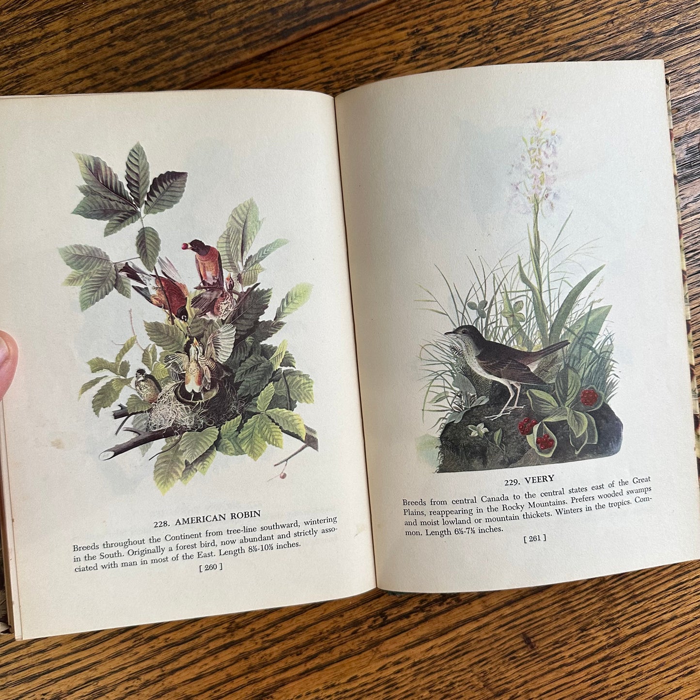 Audubon’s Birds of America - 1950 Popular Edition