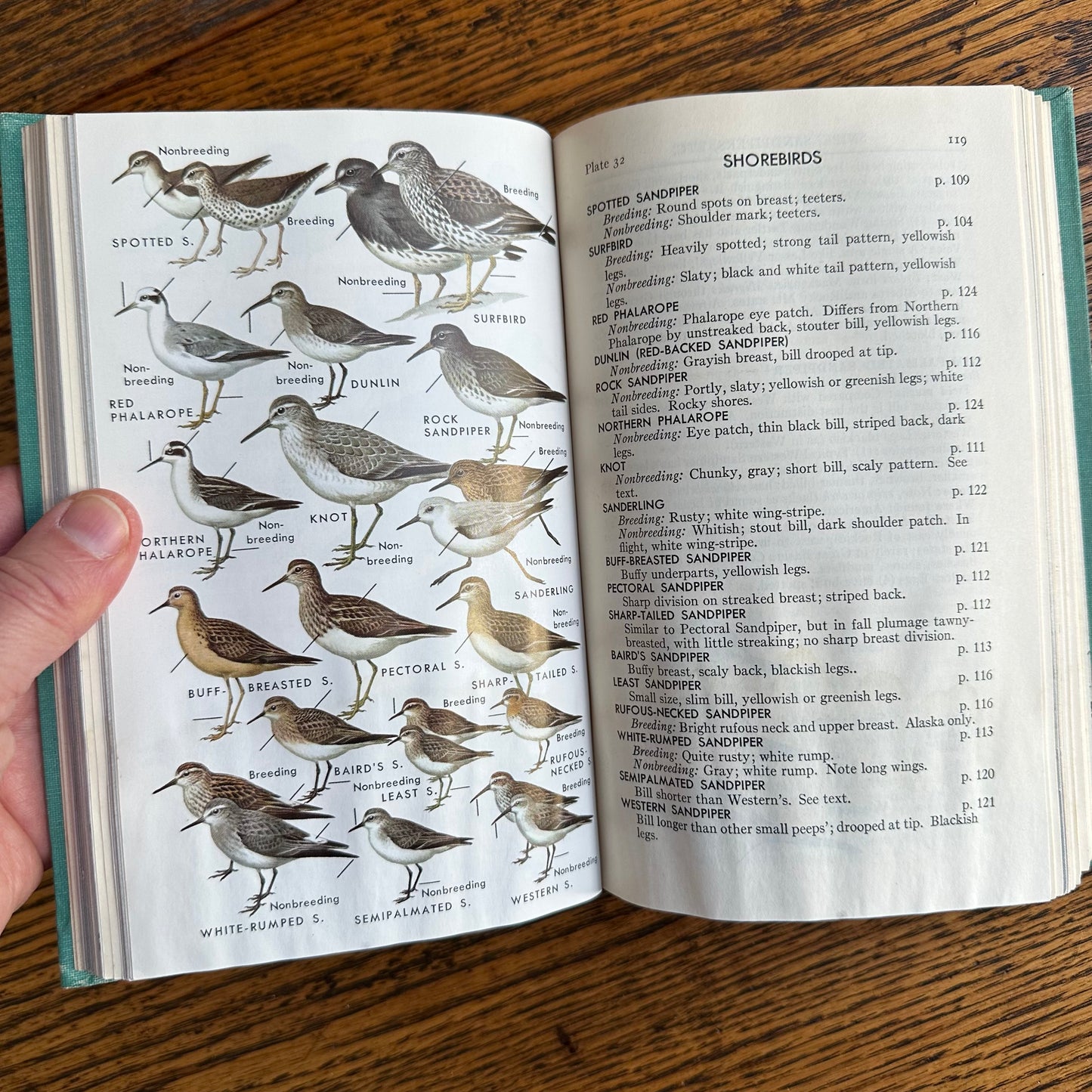 A Collection of 13 Vintage Peterson Field Guides!