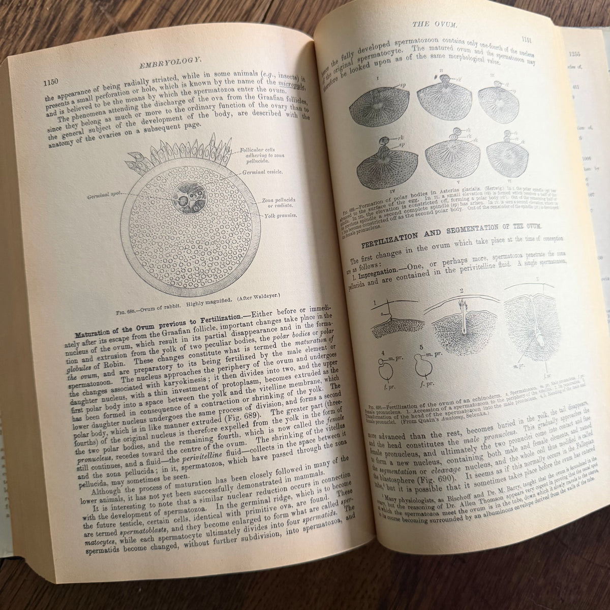 Gray’s Anatomy, 1977 Classic Collector’s Edition — Henry Gray, Descriptive & Surgical Anatomy | Bounty Books Hardcover, 780 Illustrations