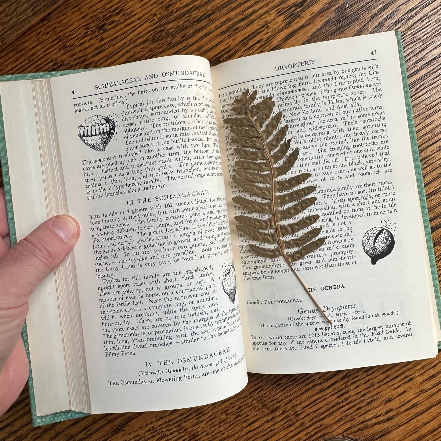 A Collection of 13 Vintage Peterson Field Guides!