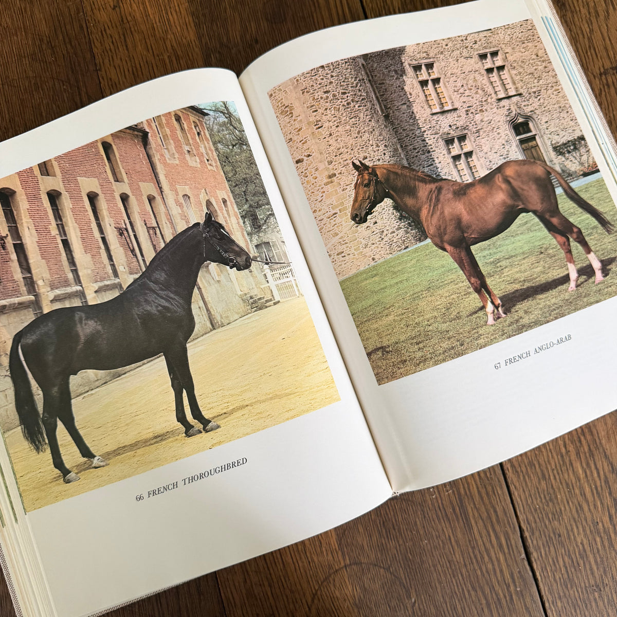 The World’s Finest Horses and Ponies - 1971 Vintage Coffee Table Book by Richard Glyn with Photos from Sally Anne Thompson