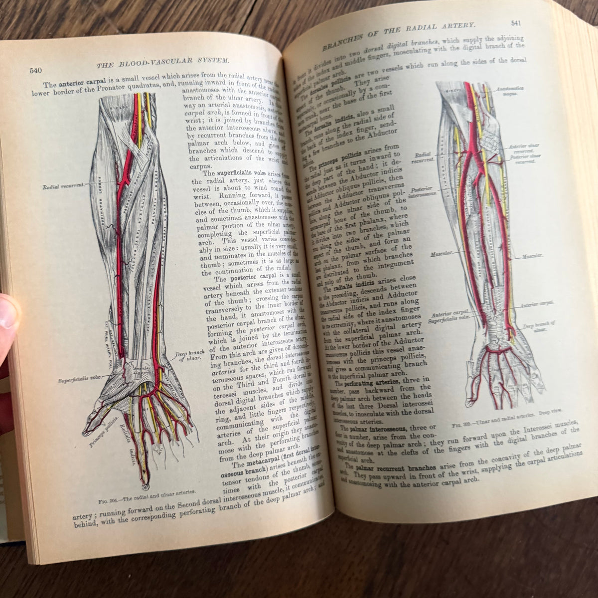 Gray’s Anatomy, 1977 Classic Collector’s Edition — Henry Gray, Descriptive & Surgical Anatomy | Bounty Books Hardcover, 780 Illustrations