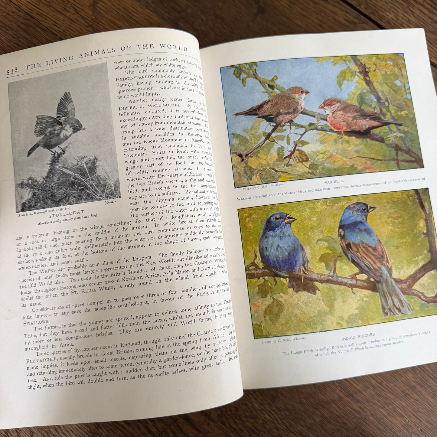 1908 Standard Library of Natural History Set | Antique Zoology Ethnography Books | Living Animals of the World | University Society NY