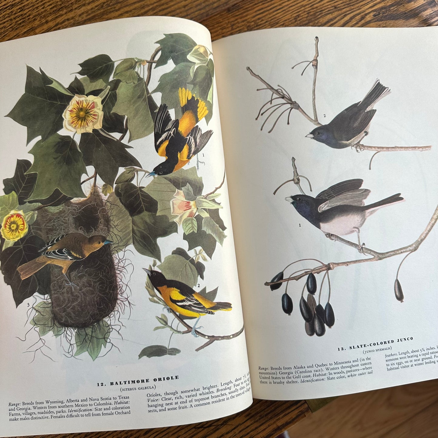 John James Audubon’s Birds of America - 1953