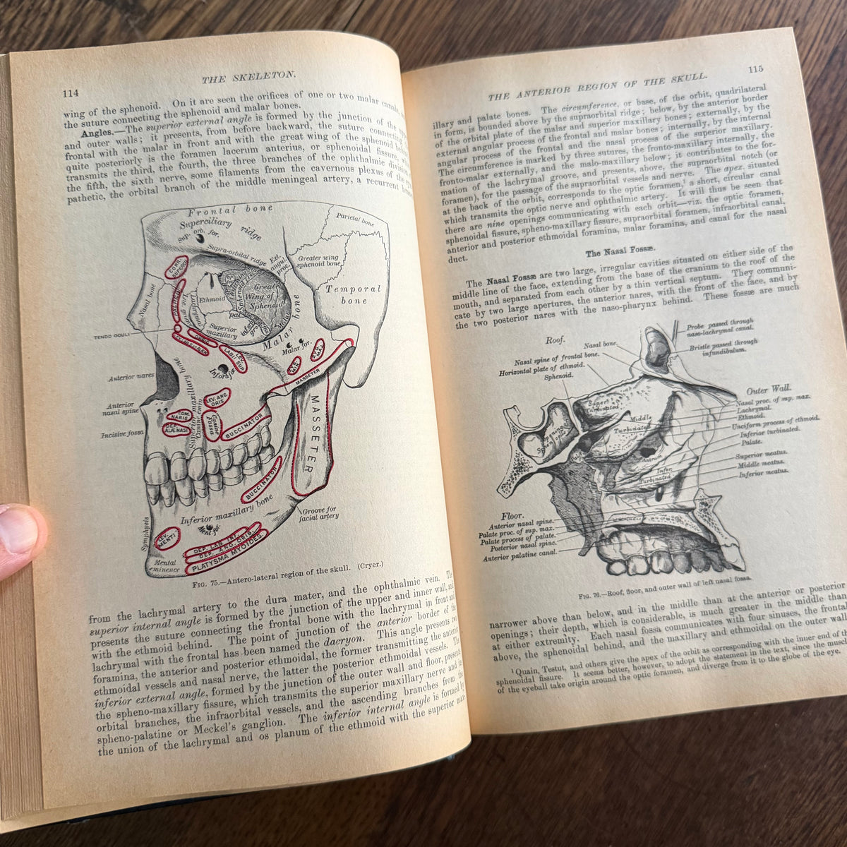 Gray’s Anatomy, 1977 Classic Collector’s Edition — Henry Gray, Descriptive & Surgical Anatomy | Bounty Books Hardcover, 780 Illustrations