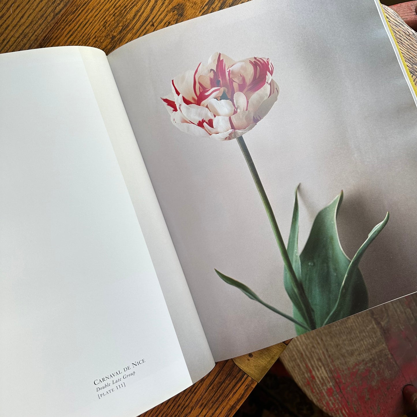 Tulipa: A Photographer’s Botanical, 1999