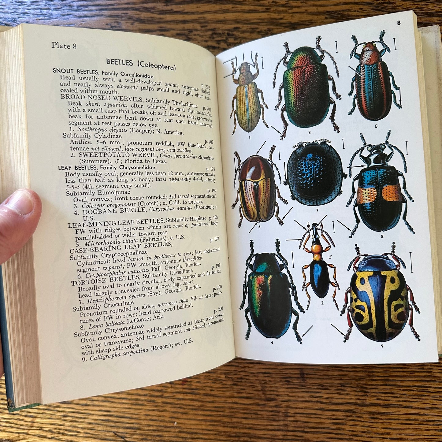 Peterson Field Guide Set of 4: Birds, Insects, Rocks/Minerals - Vintage Nature Books