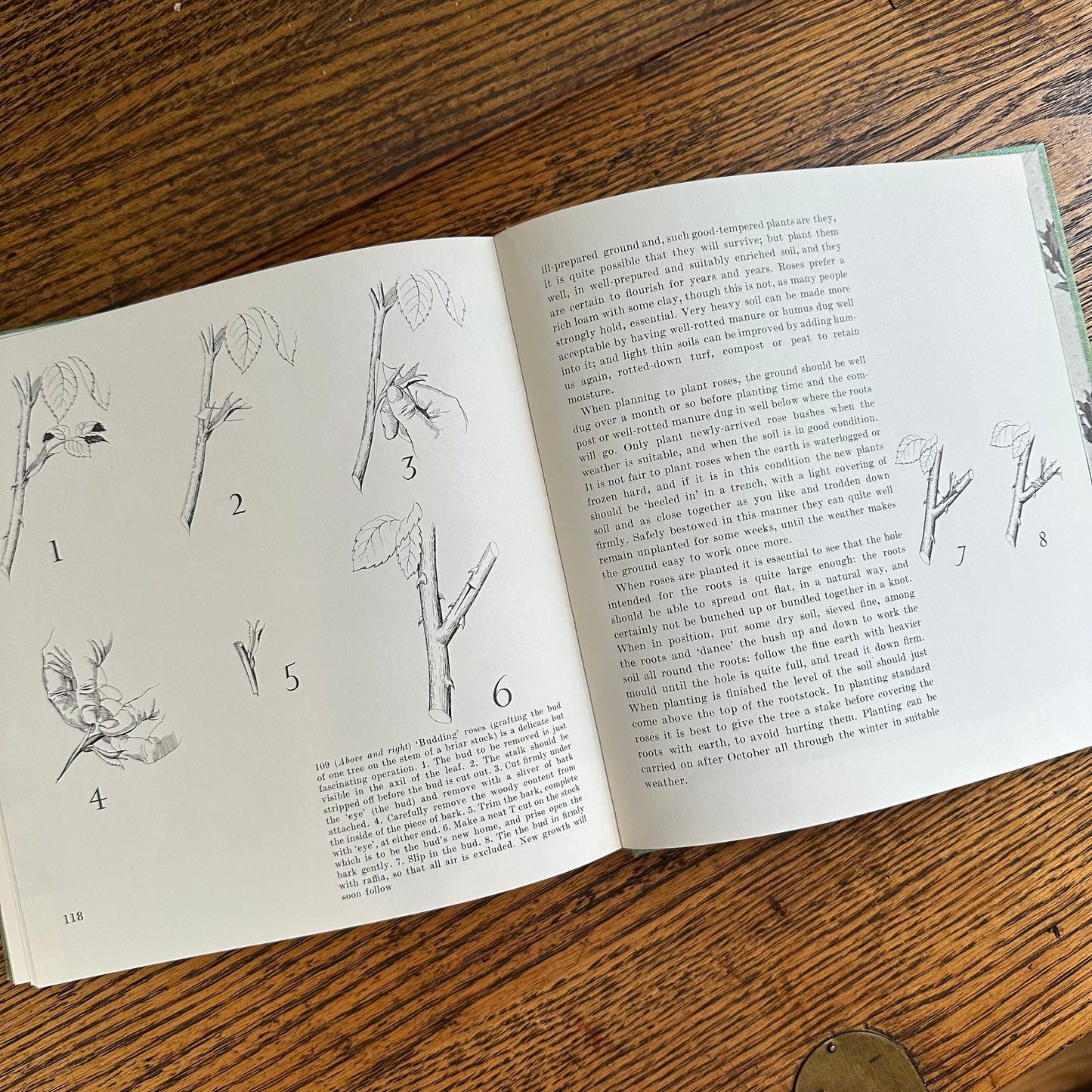 Peter Coats’ Roses: Pleasures and Treasures - 1962