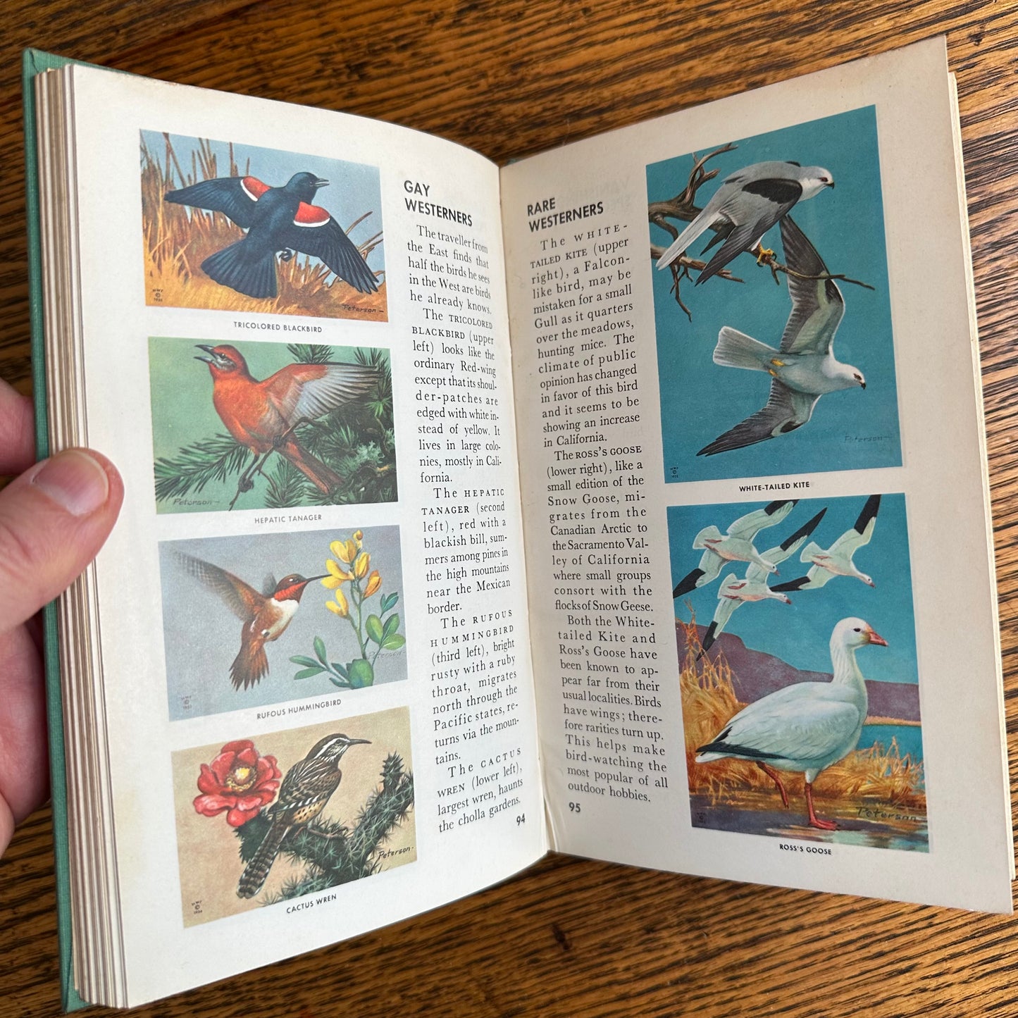 A Collection of 13 Vintage Peterson Field Guides!