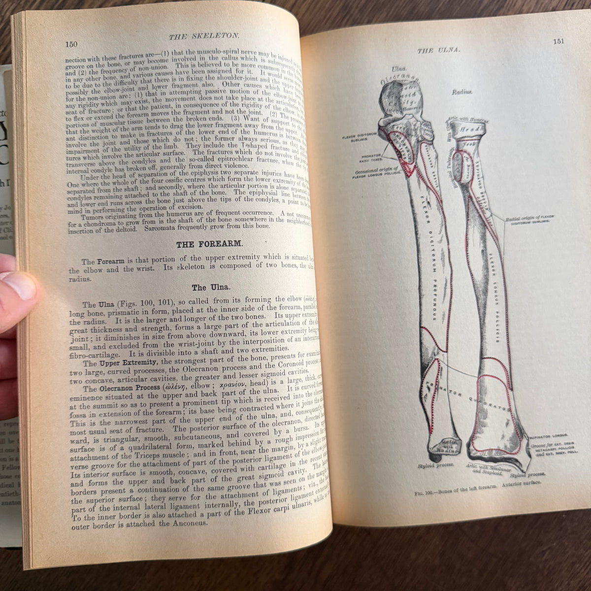 Gray’s Anatomy, 1977 Classic Collector’s Edition — Henry Gray, Descriptive & Surgical Anatomy | Bounty Books Hardcover, 780 Illustrations