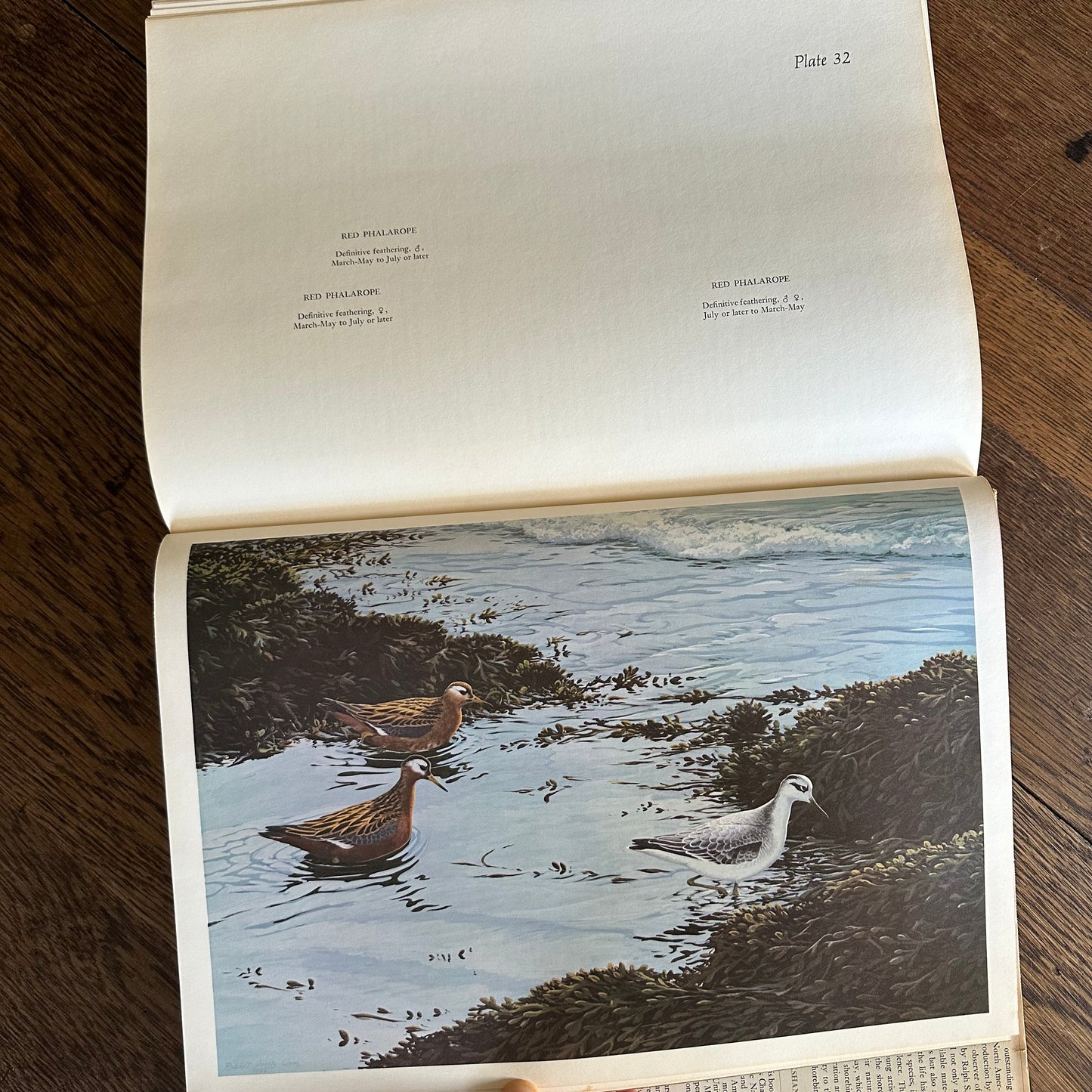 The Shorebirds of North America - 1967