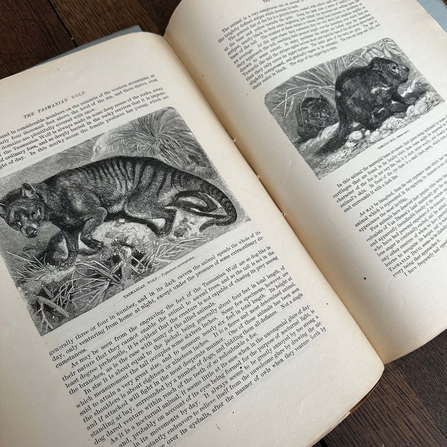 Complete 60-Part Set — Animate Creation: A Popular Edition of Our Living World, 1885-1898