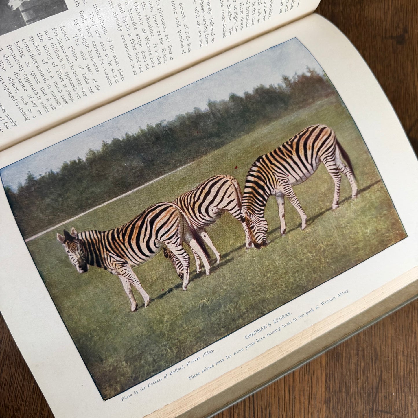 1908 Standard Library of Natural History Set | Antique Zoology Ethnography Books | Living Animals of the World | University Society NY