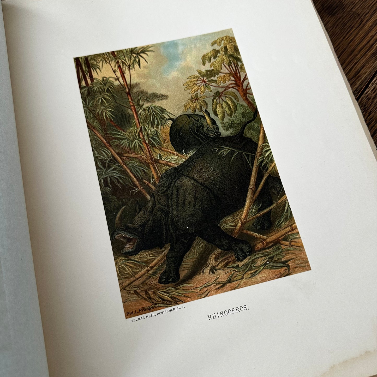 Complete 60-Part Set — Animate Creation: A Popular Edition of Our Living World, 1885-1898