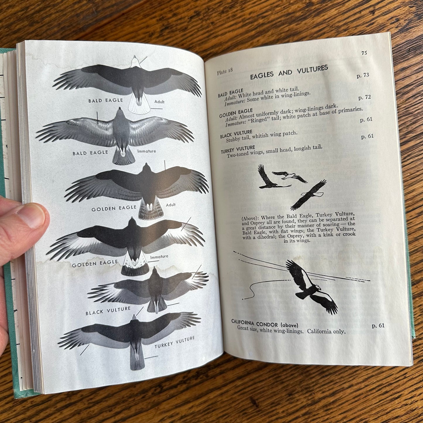 A Collection of 13 Vintage Peterson Field Guides!