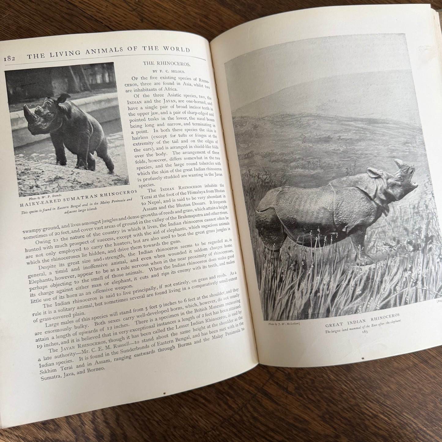 1908 Standard Library of Natural History Set | Antique Zoology Ethnography Books | Living Animals of the World | University Society NY