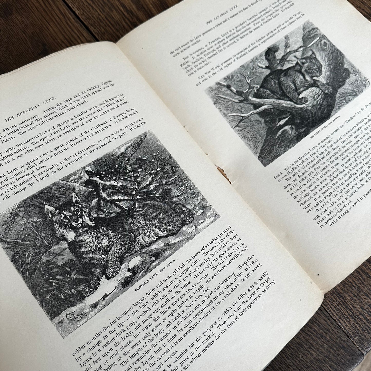 Complete 60-Part Set — Animate Creation: A Popular Edition of Our Living World, 1885-1898