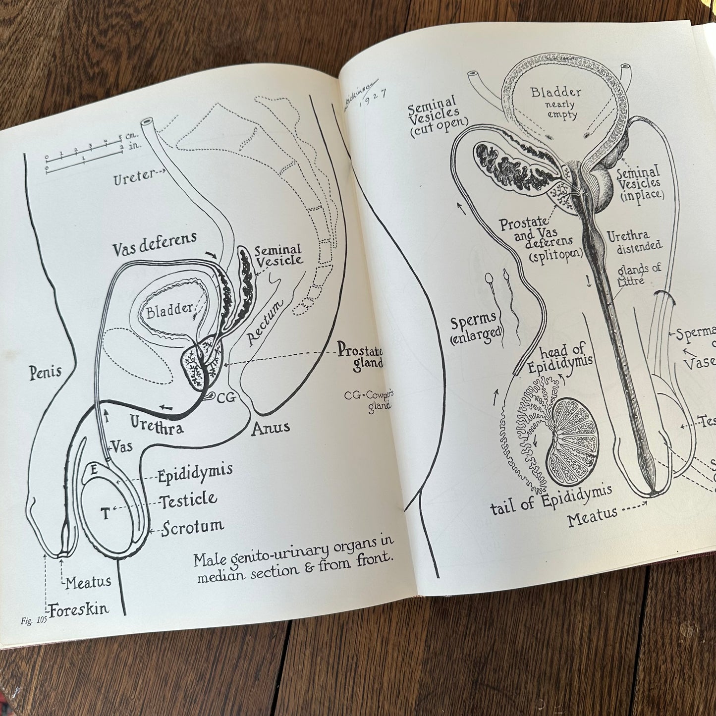 Human Sex Anatomy: A Topographical Hand Atlas, 1949