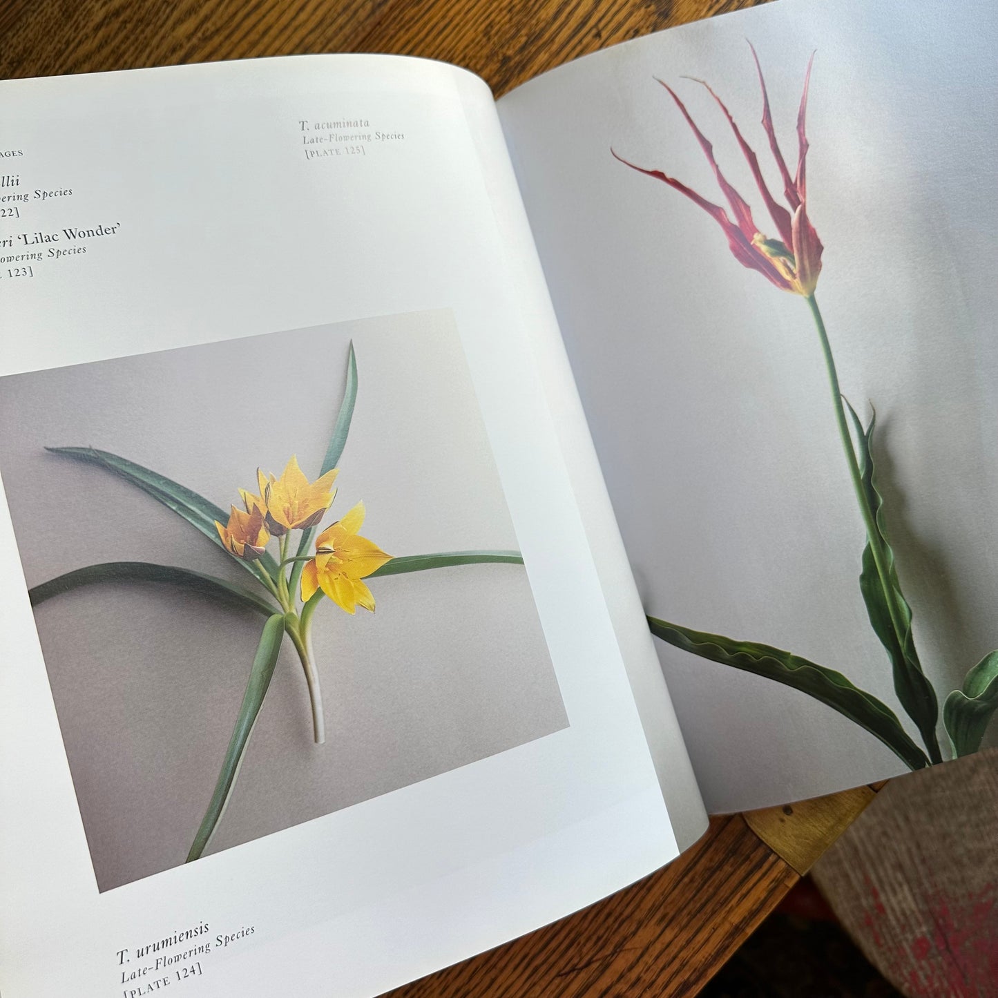 Tulipa: A Photographer’s Botanical, 1999