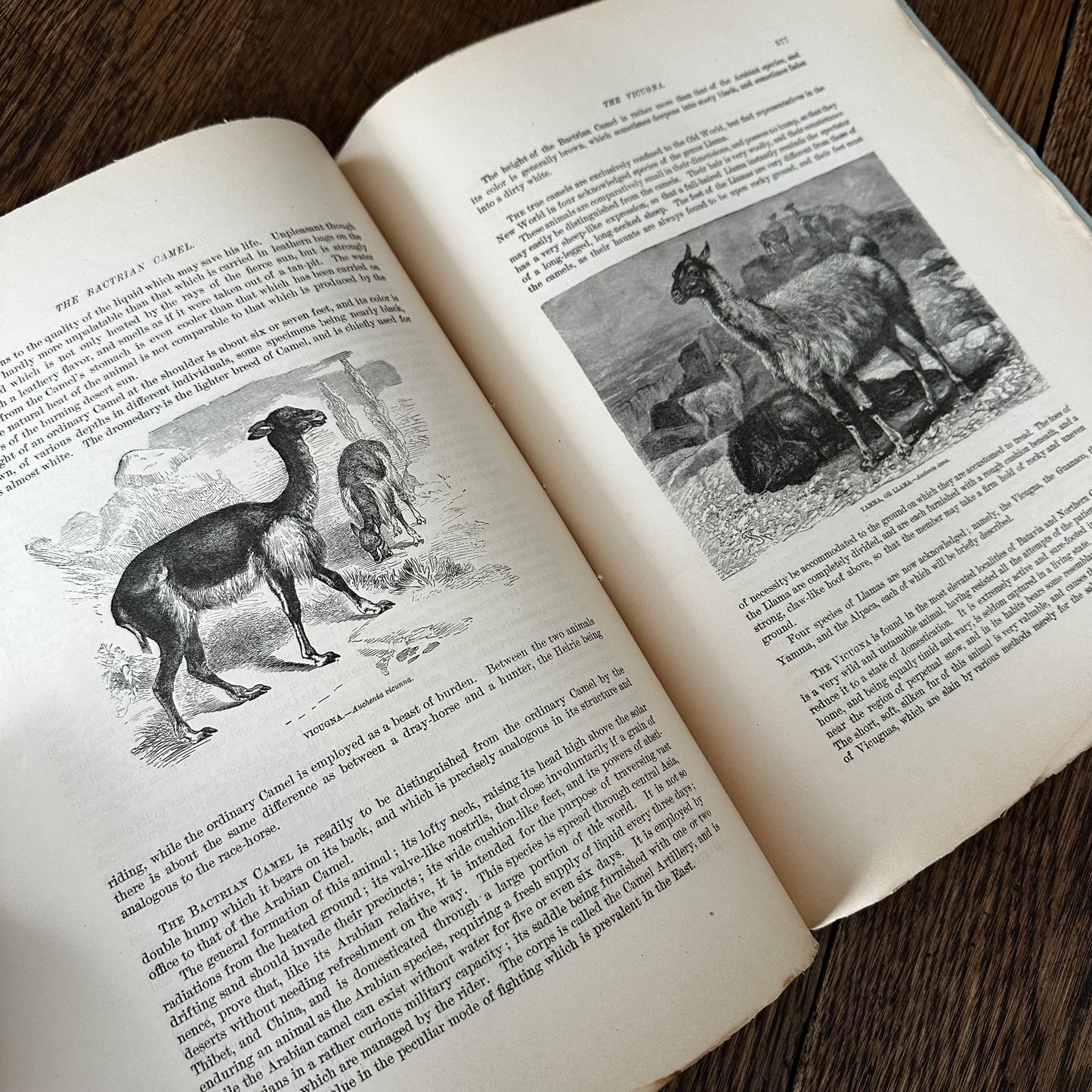 Complete 60-Part Set — Animate Creation: A Popular Edition of Our Living World, 1885-1898