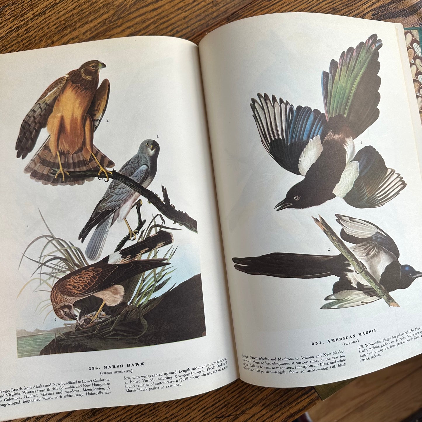 John James Audubon’s Birds of America - 1953