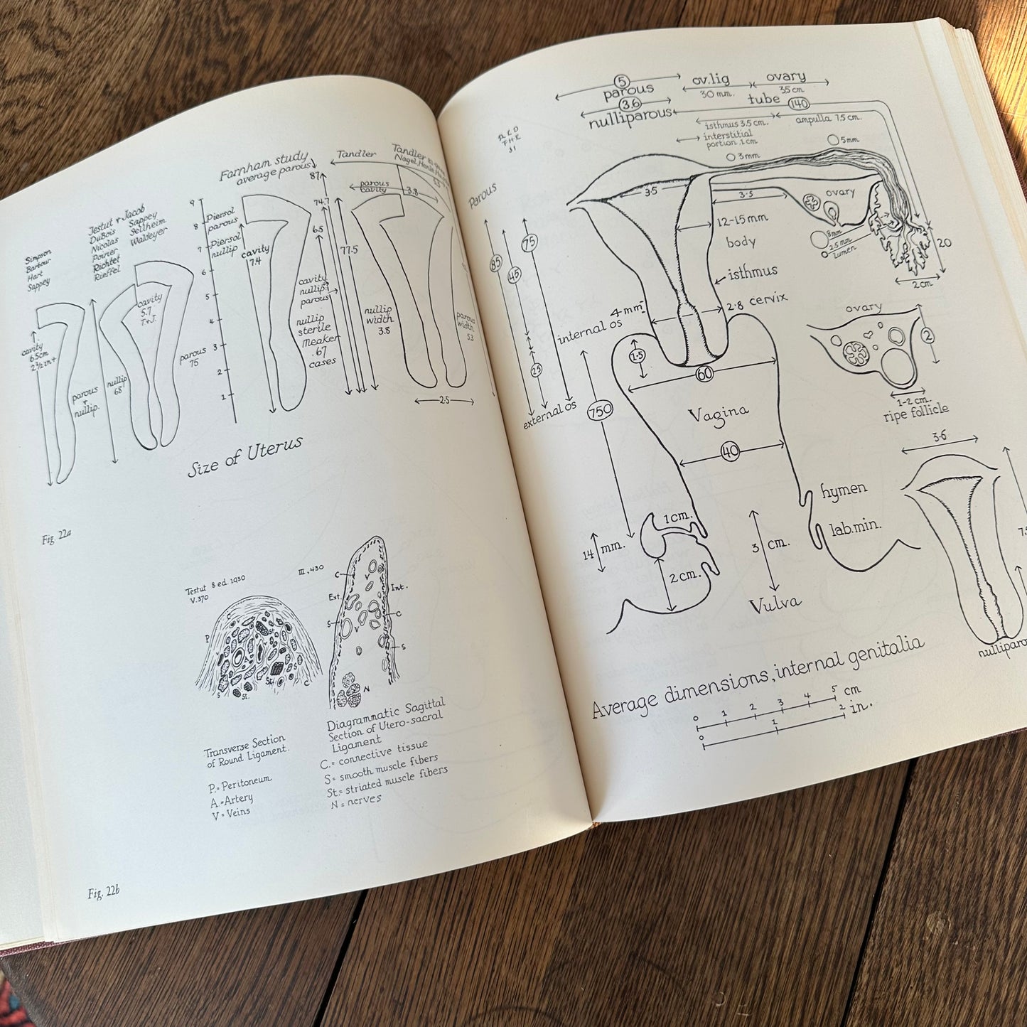Human Sex Anatomy: A Topographical Hand Atlas, 1949