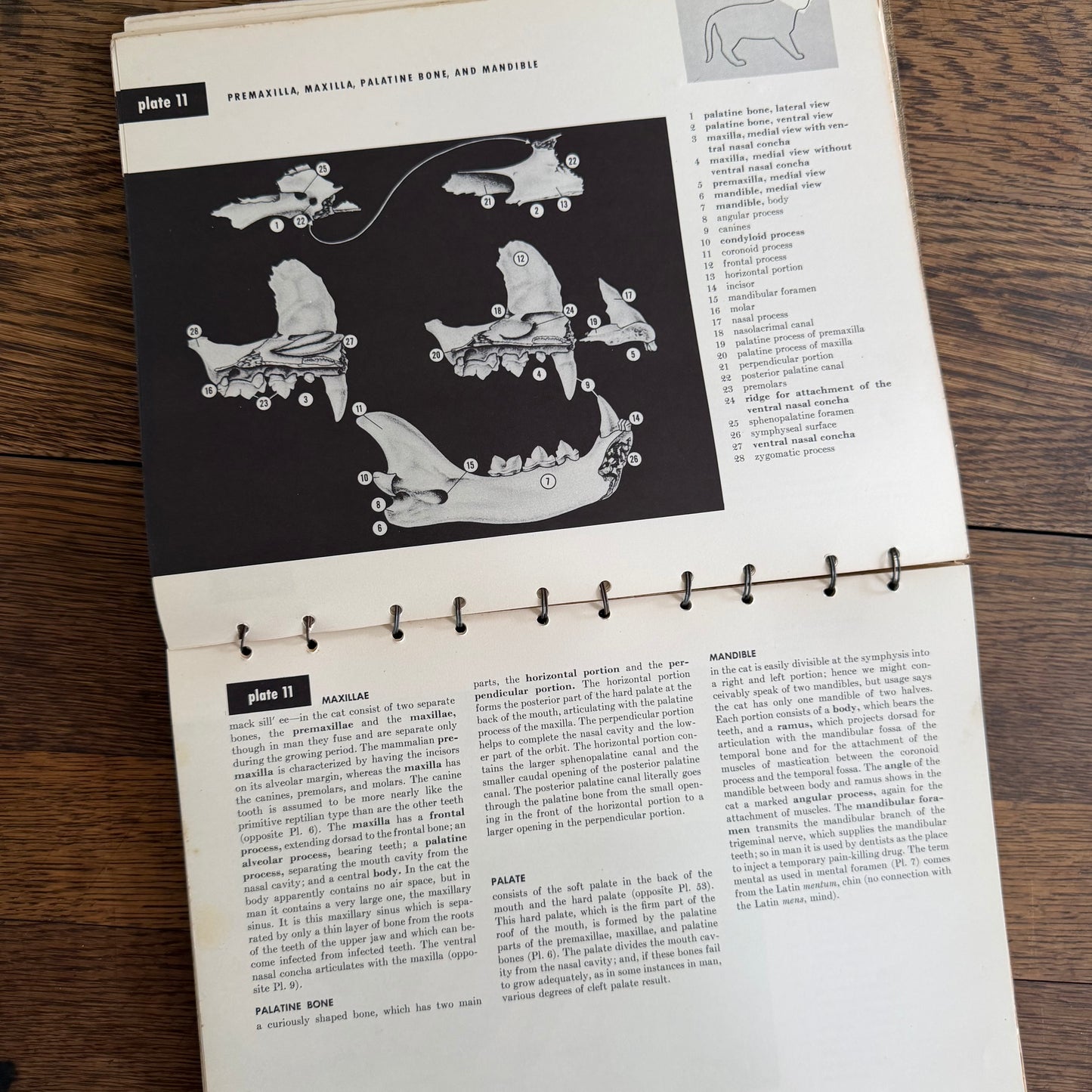 An Atlas of Cat Anatomy - 1952 - by Hazel E Field with Illustrations by Mary E Taylor - Vintage Veterinary Book / Flip Chart / Manual