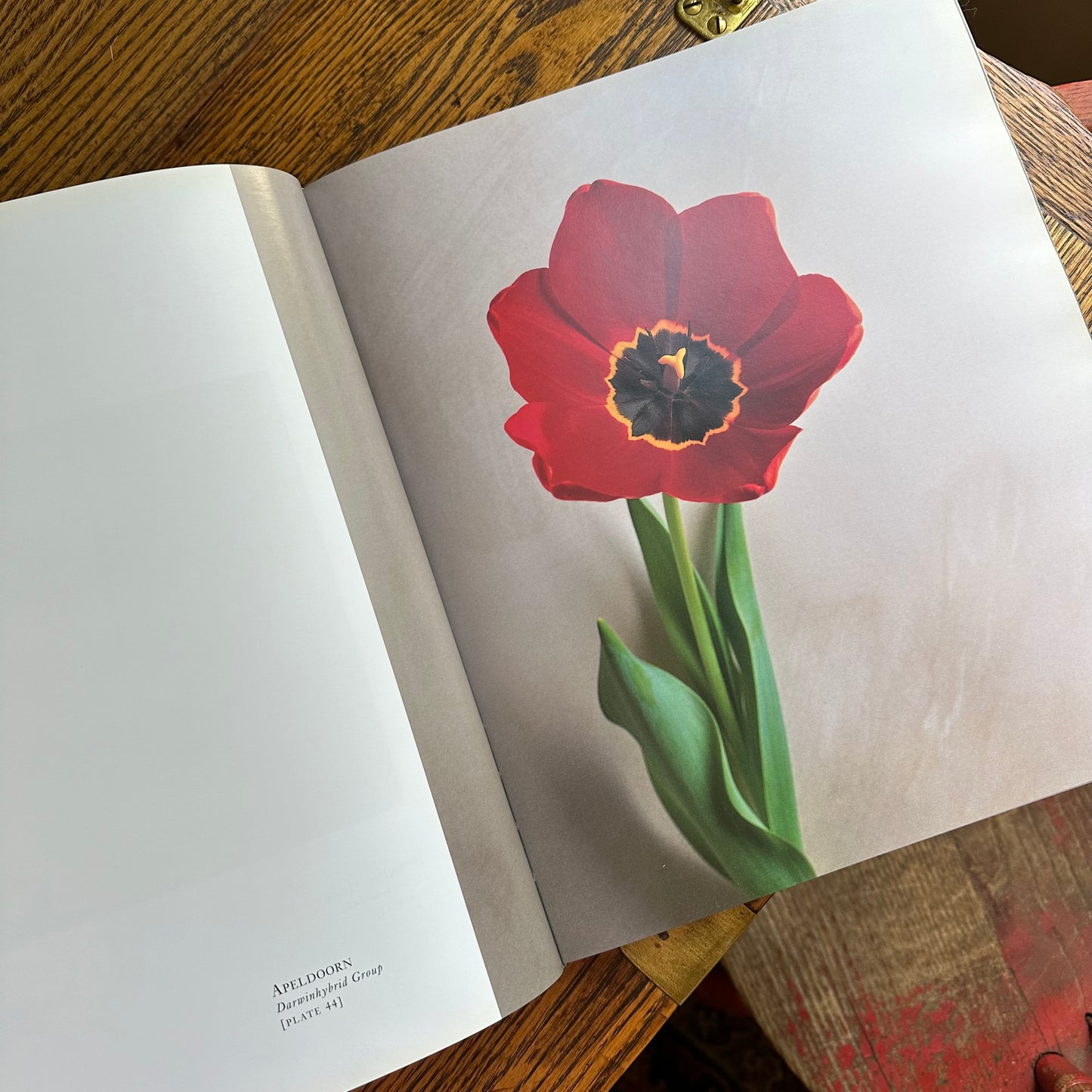 Tulipa: A Photographer’s Botanical, 1999