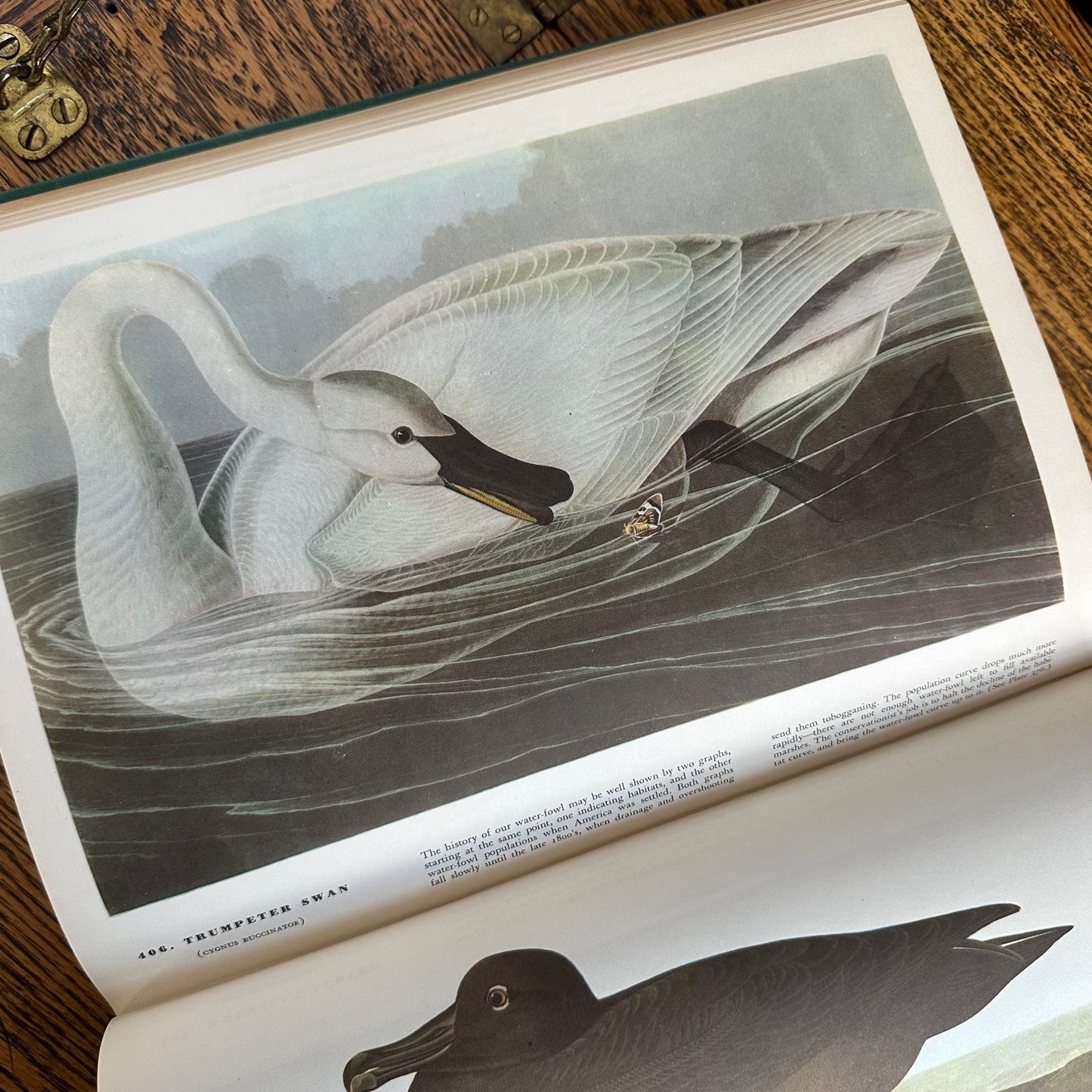 John James Audubon’s Birds of America - 1953