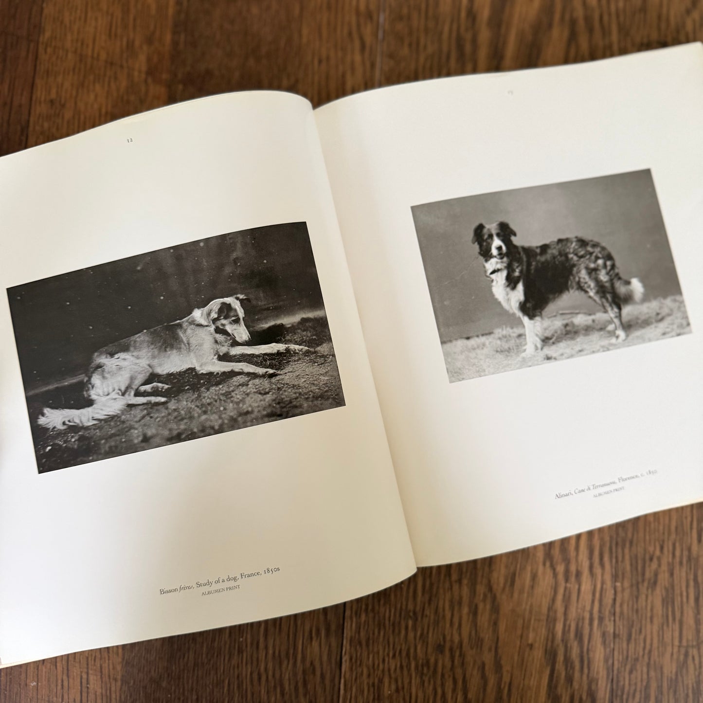 The Dog Observed: Photographs 1844-1983 by Ruth Silverman - Vintage Dog Photography Book