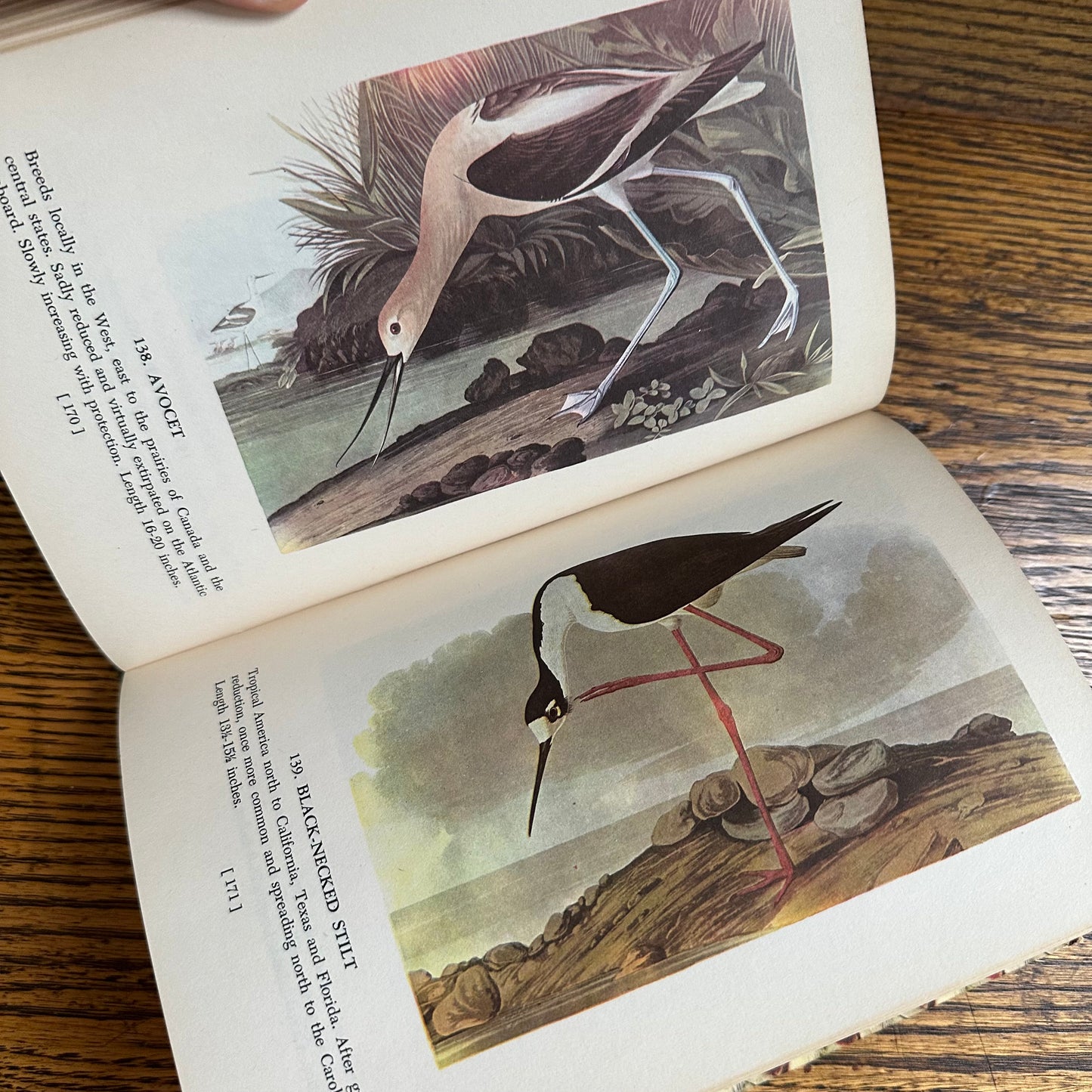 Audubon’s Birds of America - 1950 Popular Edition