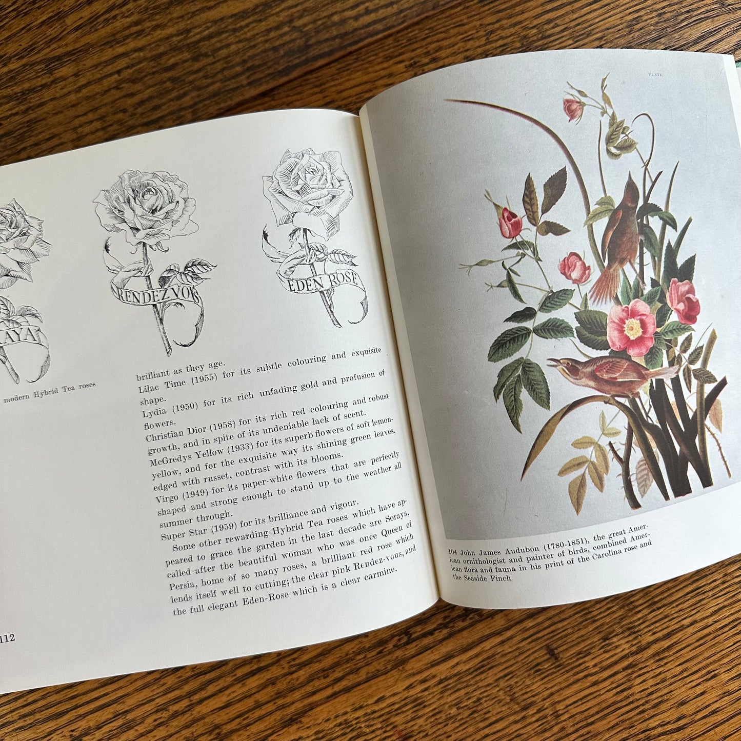 Peter Coats’ Roses: Pleasures and Treasures - 1962