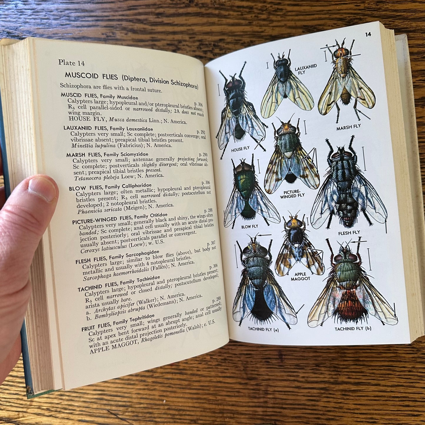Peterson Field Guide Set of 4: Birds, Insects, Rocks/Minerals - Vintage Nature Books