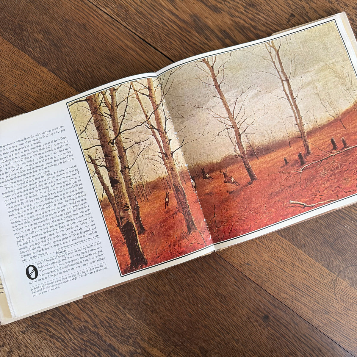 The Worlds of Ernest Thompson Seton -  1976 - First Edition - Edited by John G. Samson- Vintage Wildlife Art Nature Book