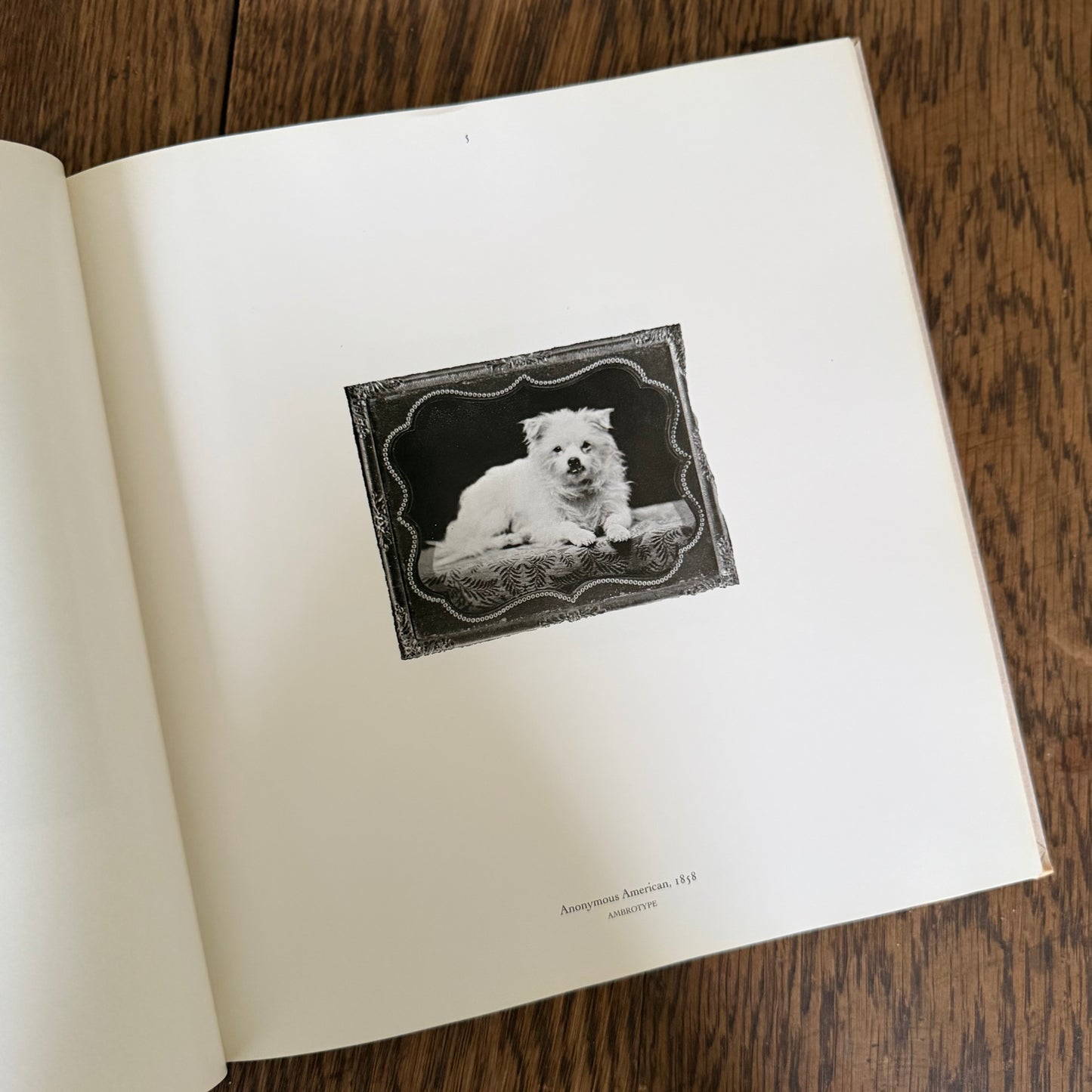 The Dog Observed: Photographs 1844-1983 by Ruth Silverman - Vintage Dog Photography Book