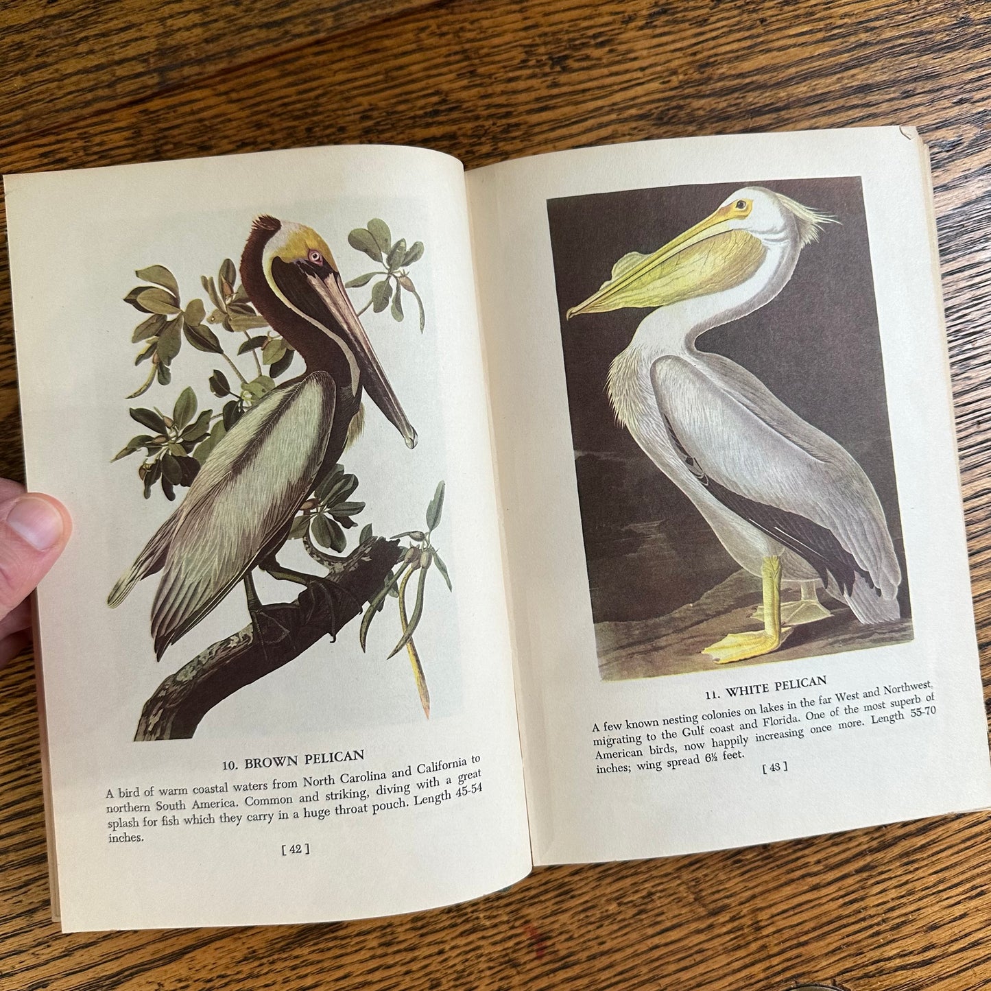 Audubon’s Birds of America - 1950 Popular Edition