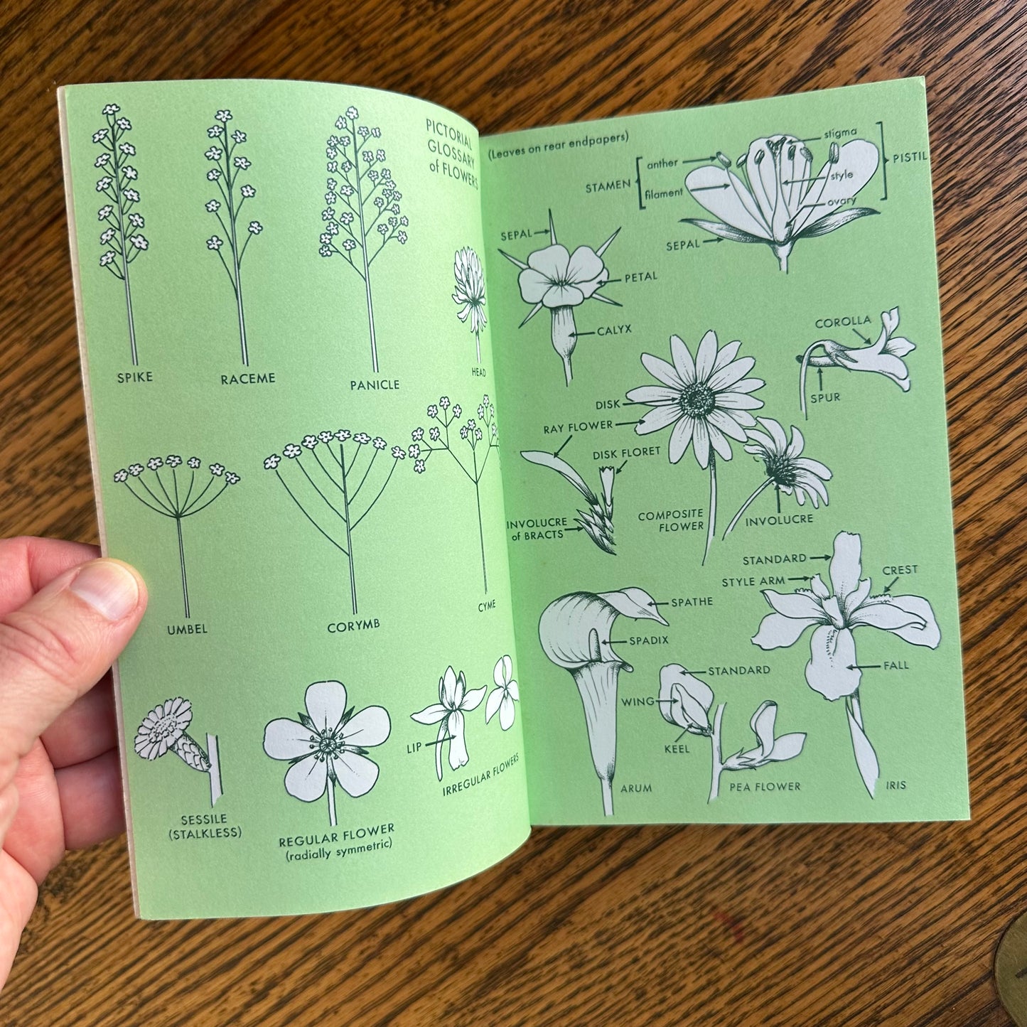 Set of 6 Vintage Peterson Field Guides | Softcover 1970s–80s Nature Books | Birds, Ferns, Wildflowers, Shells, Stars, Rocks