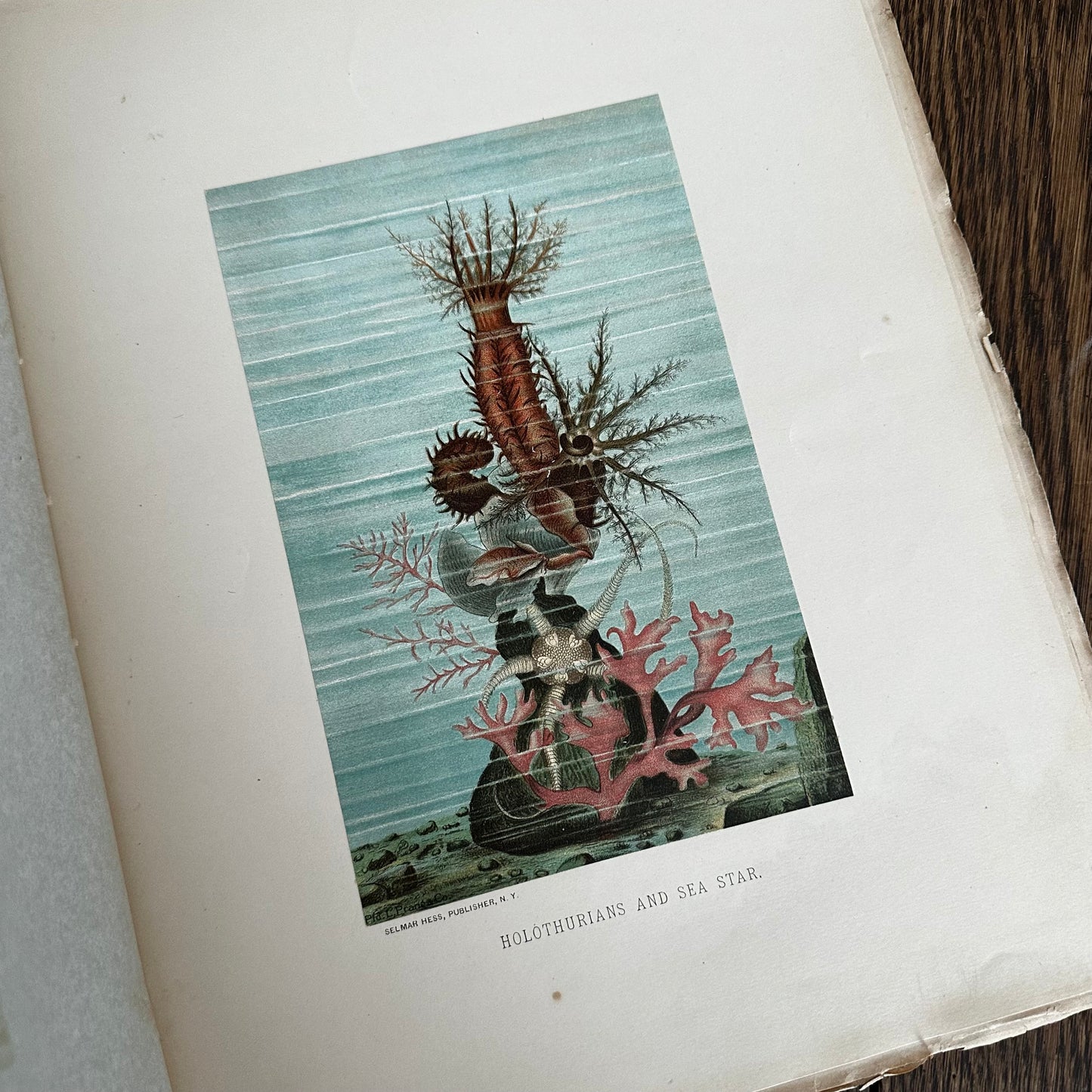 Complete 60-Part Set — Animate Creation: A Popular Edition of Our Living World, 1885-1898