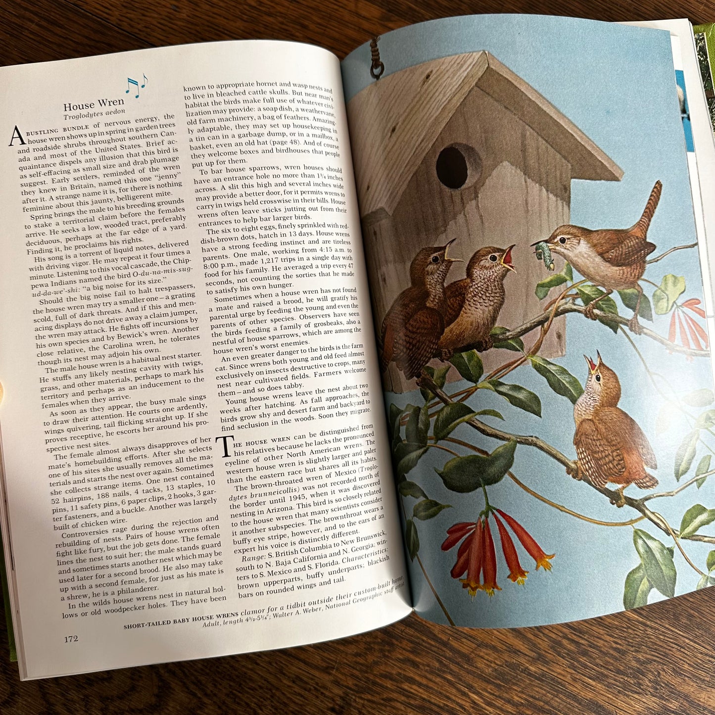 Vintage 1964 Song and Garden Birds of North America – National Geographic Society – Alexander Wetmore – Illustrated Bird Guide w/ Companion Booklet – Birdwatching Book