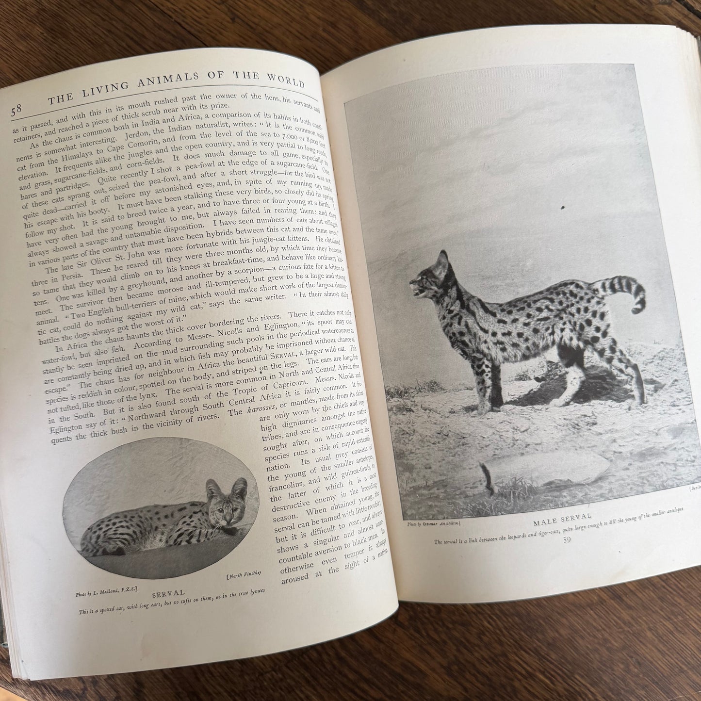 1908 Standard Library of Natural History Set | Antique Zoology Ethnography Books | Living Animals of the World | University Society NY
