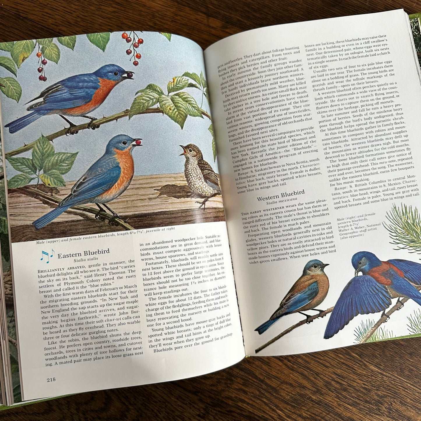 Vintage 1964 Song and Garden Birds of North America – National Geographic Society – Alexander Wetmore – Illustrated Bird Guide w/ Companion Booklet – Birdwatching Book