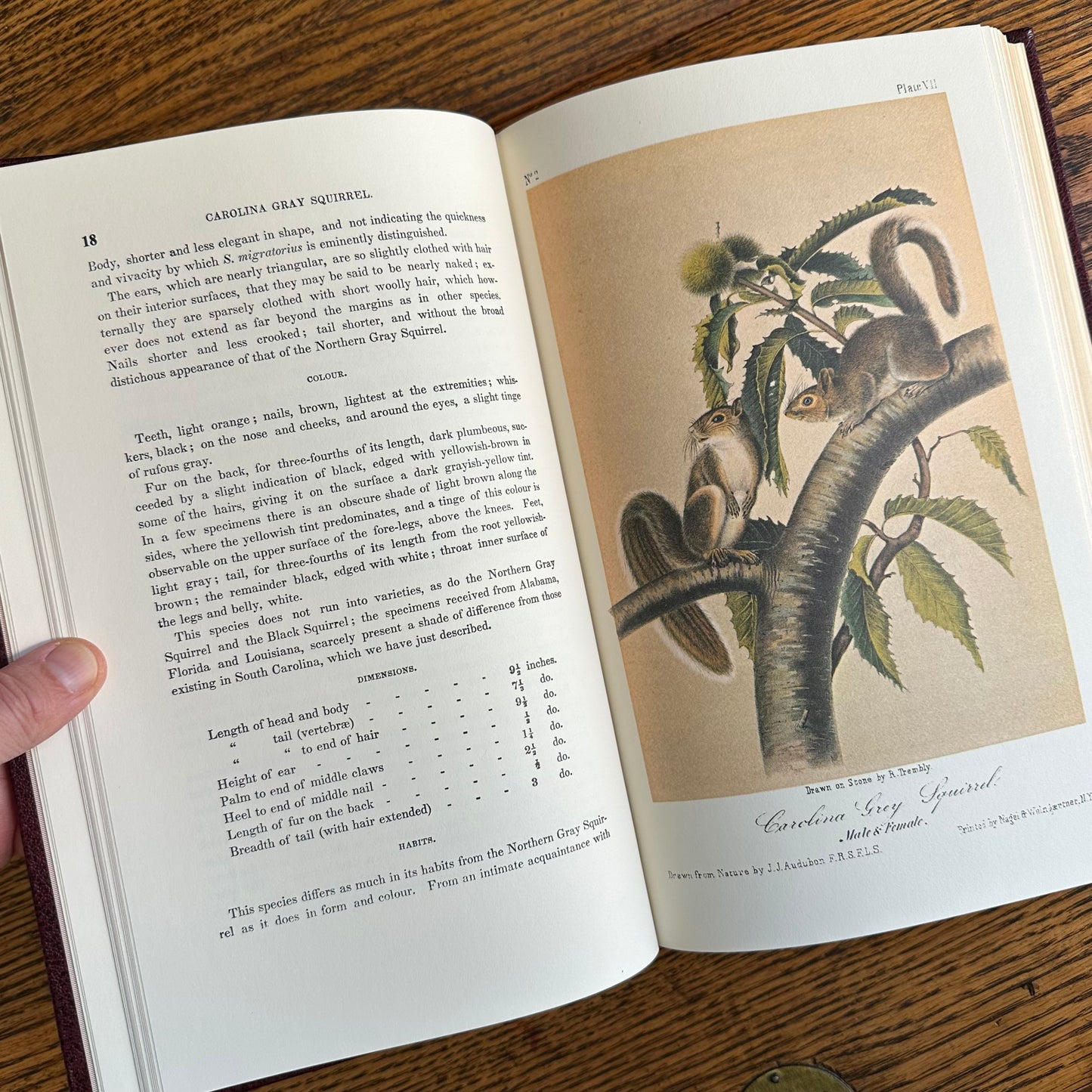 Set of 2 Slipcovered Volair Limited Editions of John James Audubon’s Classics - 1977