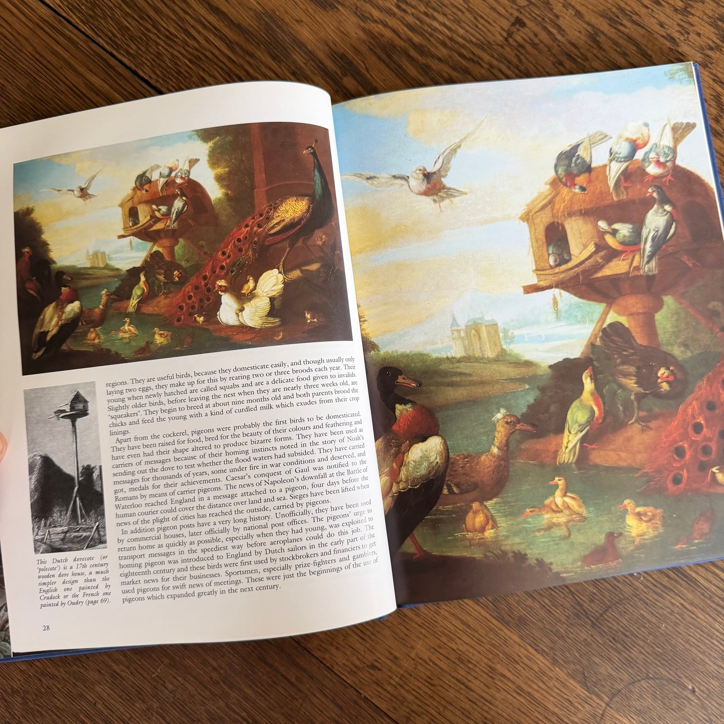 Bird Painting - The Eighteenth Century by Christine E Jackson, 1994: Antique Collectors Club, Vintage Coffee Table Book